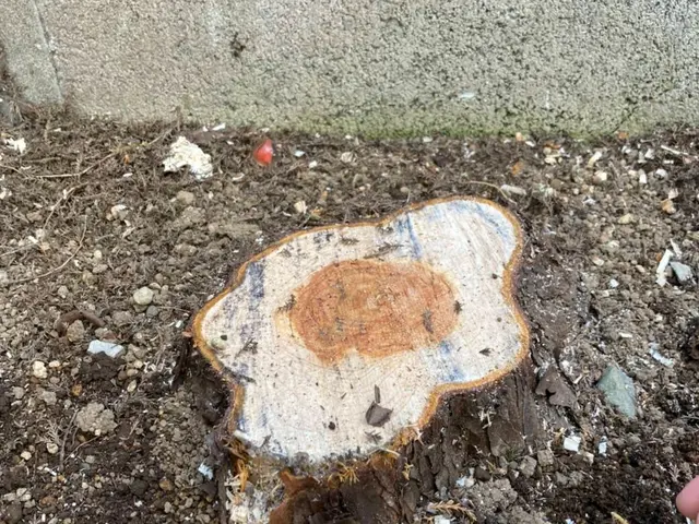 千葉県◆年中無休★邪魔になってしまった木、ご近所トラブルになる前にお任せ下さい。サービスの画像