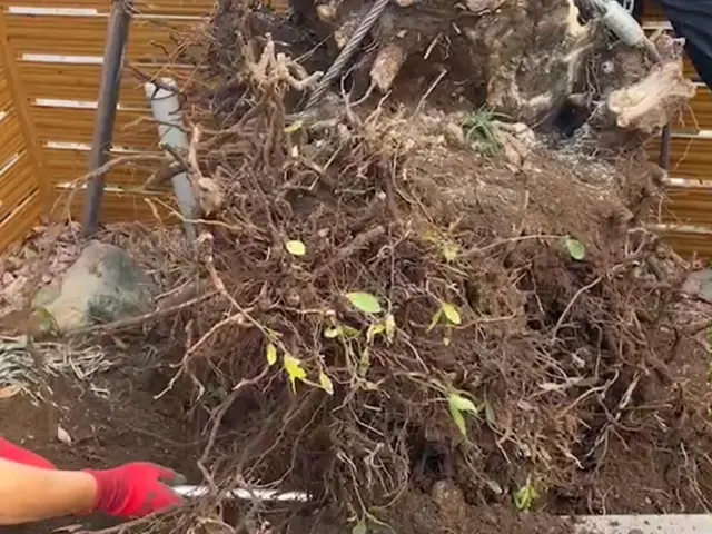 【伐根の達人！】木を抜きたい、除去したい方は、今すぐ無料のご相談！サービスの画像