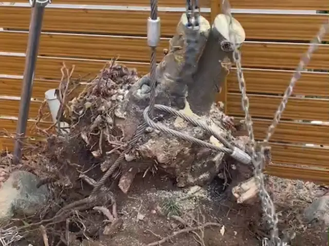 【伐根の達人！】木を抜きたい、除去したい方は、今すぐ無料のご相談！サービスの画像