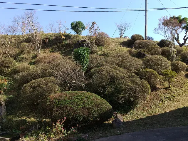 【地域密着】植木の剪定、伐採承ります。サービスの画像