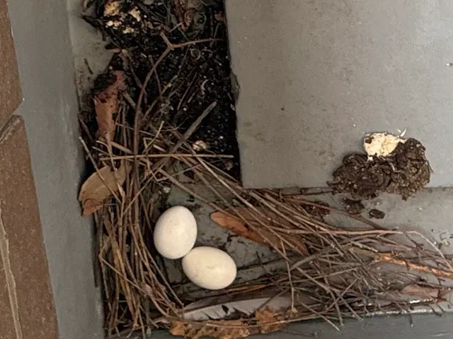 鳩の駆除はお任せ！！サービスの画像