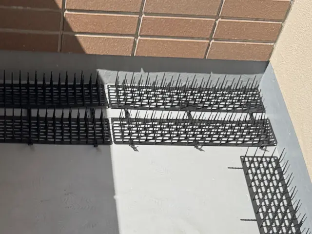 鳩の駆除はお任せ！！サービスの画像