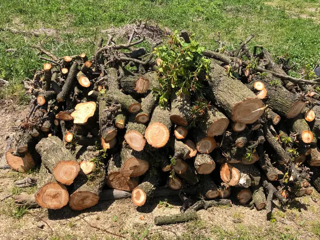 果樹、庭木、樹木の伐採お任せ下さい‼︎サービスの画像