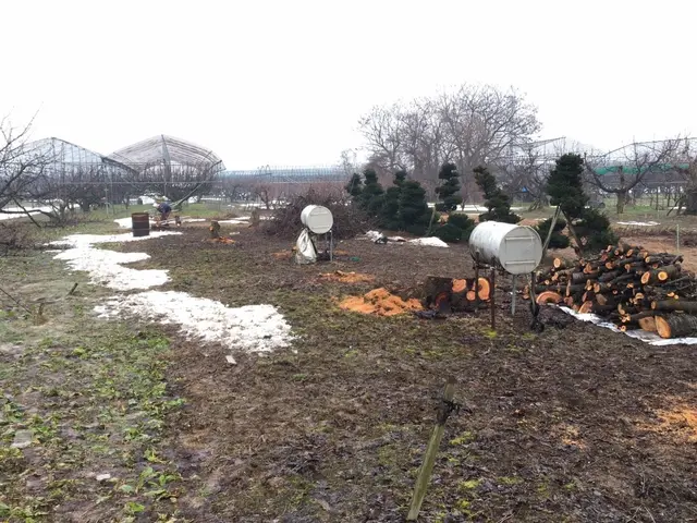 果樹、庭木、樹木の伐採お任せ下さい‼︎サービスの画像