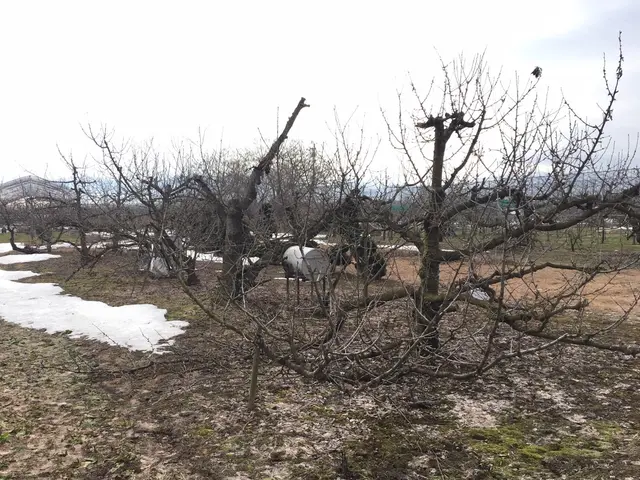 果樹、庭木、樹木の伐採お任せ下さい‼︎サービスの画像