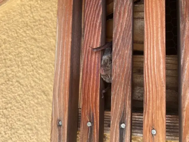 《コウモリ駆除歴10年》侵入口を徹底封鎖します◎さらに施工後の保証付きで安心◎サービスの画像