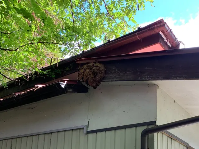 【高所作業5m以内無料】即日対応◎蜂の巣駆除・福島密着☆アシナガバチ9000円☆サービスの画像