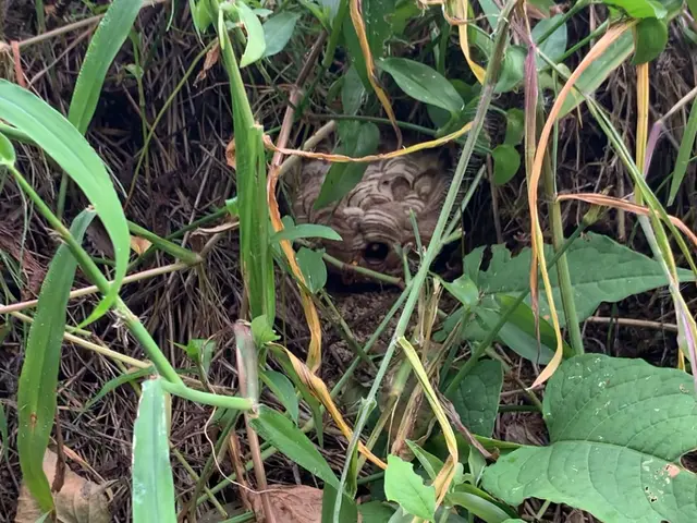 【高所作業5m以内無料】即日対応◎蜂の巣駆除・福島密着☆アシナガバチ9000円☆サービスの画像