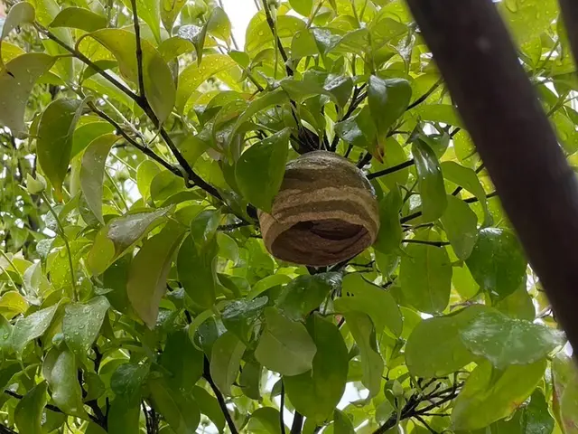 【即日対応】すぐに対応致します！シーズンの間に再度できた場合無償サービス保証付！サービスの画像