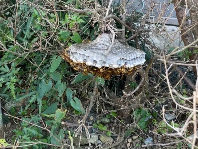 【即日対応】すぐに対応致します！シーズンの間に再度できた場合無償サービス保証付！サービスの画像