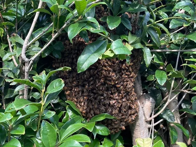 【即日対応】すぐに対応致します！シーズンの間に再度できた場合無償サービス保証付！サービスの画像