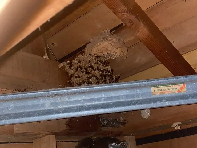 蜂駆除は育児、仕事に奮闘中の双子のパパにお任せ☆即日対応、明朗会計で安心！！サービスの画像