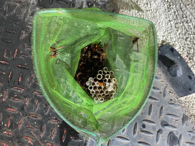 蜂駆除は育児、仕事に奮闘中の双子のパパにお任せ☆即日対応、明朗会計で安心！！サービスの画像