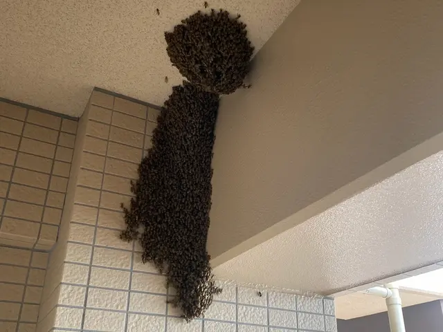 蜂駆除は育児、仕事に奮闘中の双子のパパにお任せ☆即日対応、明朗会計で安心！！サービスの画像