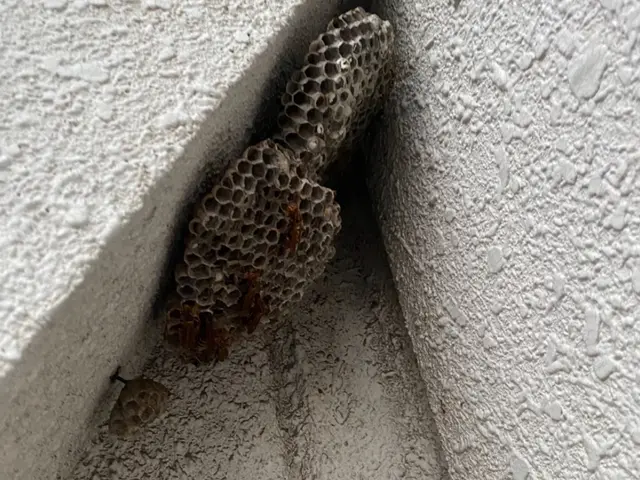 蜂駆除は育児、仕事に奮闘中の双子のパパにお任せ☆即日対応、明朗会計で安心！！サービスの画像