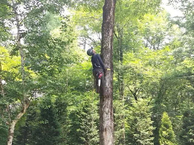 剪定・伐採サービスの画像