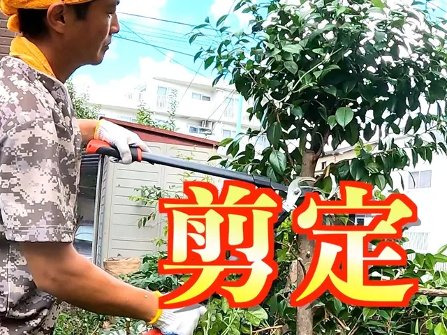 7700円〜大事な庭木をスッキリ剪定！空き家・貸家保全に《損害保険適応サービス》サービスの画像