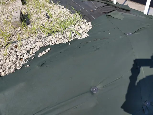 剪定 草取り 庭掃除 孫の手サービスサービスの画像