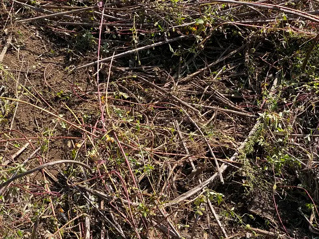 草刈り　刈り払い機使用サービスの画像