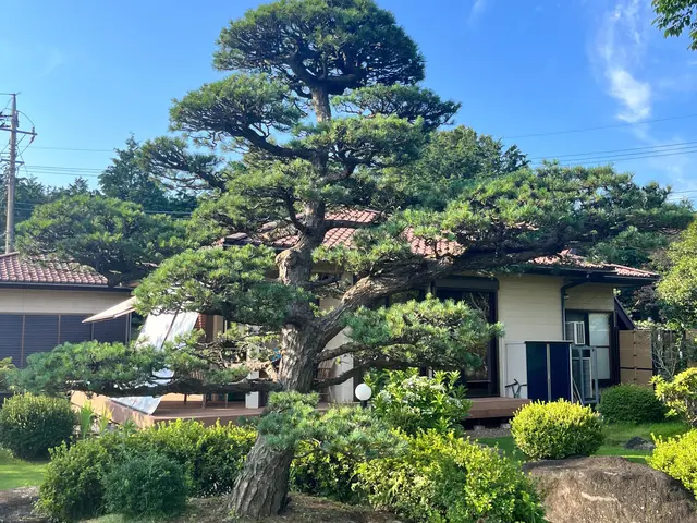 一歩出て、光と風が、通る庭。松の手入れも自信あり、お任せください。カードOK。サービスの画像