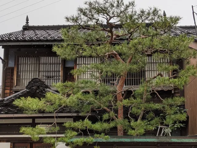 一歩出て、光と風が、通る庭。松の手入れも自信あり、お任せください。カードOK。サービスの画像