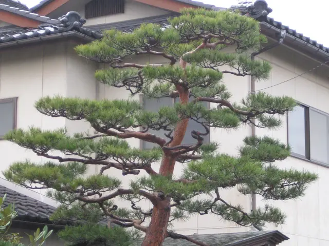 一歩出て、光と風が、通る庭。松の手入れも自信あり、お任せください。カードOK。サービスの画像