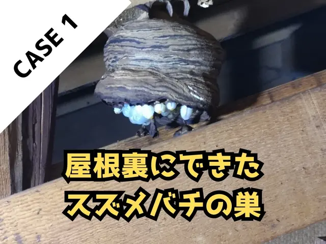 【領収書・請求書発行できます】土日祝日・即日駆除も可能！まずはご相談ください。サービスの画像