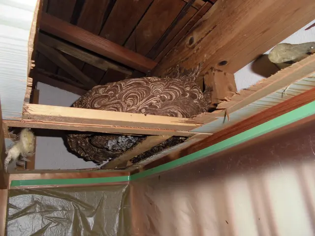 【アシナガ11,000円、スズメバチ16,500円(基本)】アフターフォロ―対応サービスの画像