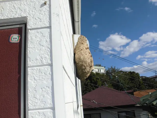 【アシナガ11,000円、スズメバチ16,500円(基本)】アフターフォロ―対応サービスの画像