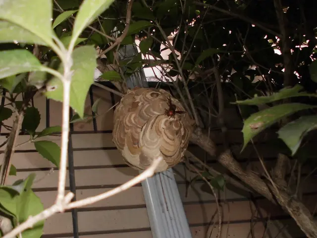 【アシナガ11,000円、スズメバチ16,500円(基本)】アフターフォロ―対応サービスの画像