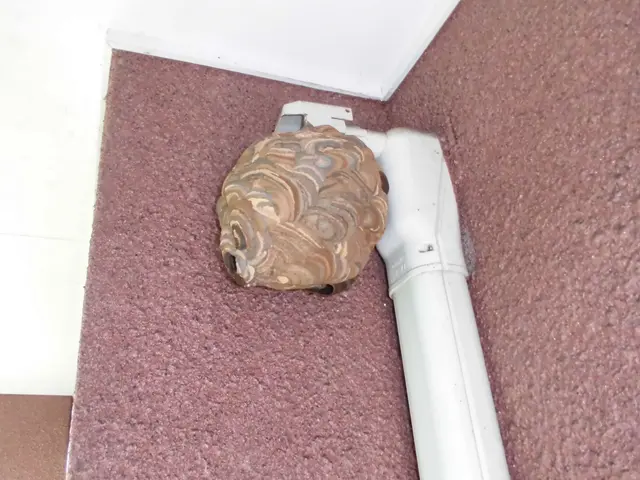 【アシナガ11,000円、スズメバチ16,500円(基本)】アフターフォロ―対応サービスの画像