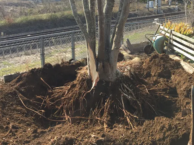 庭師歴22年目！信頼関係を大切に★和風、洋風問わずご対応可能！サービスの画像