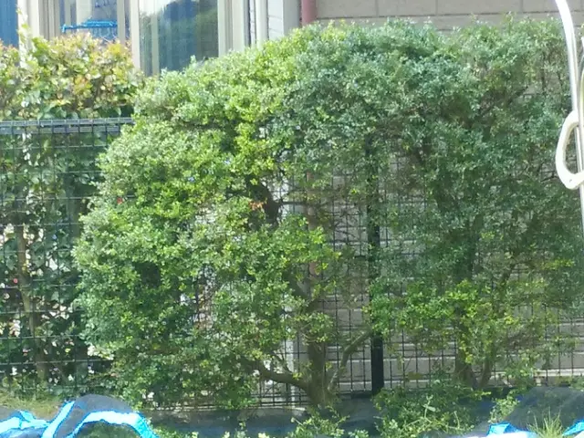 ◇庭木の剪定専門業者◇拘りの完全自社施工◇素敵なお庭作りサポートサービスの画像