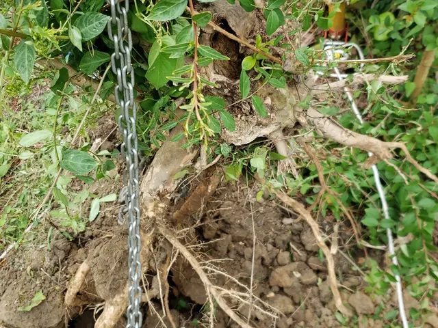 【造園業20年☆庭園管理士】機械での使用は9:00～とさせていただきます。サービスの画像