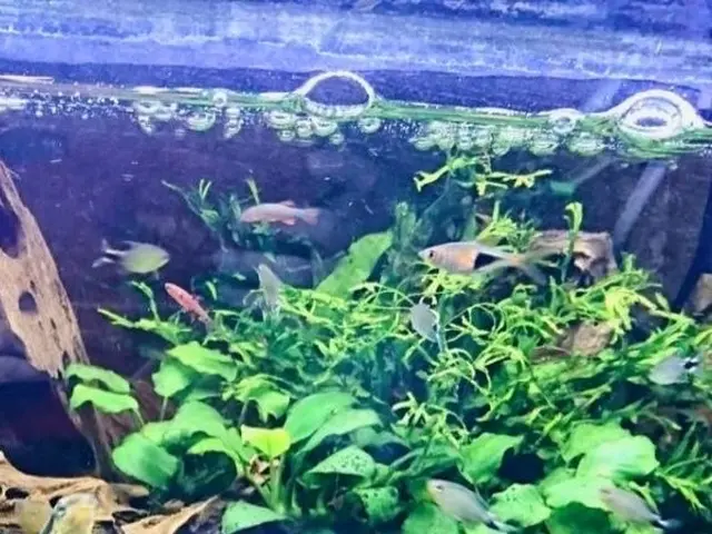 水槽レンタルとメンテナンスサービスの画像