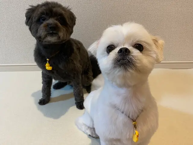 ホテルは不安？留守中のお世話お任せください★第一種動物取扱業取得◎サービスの画像