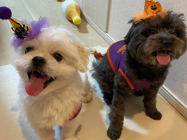 ホテルは不安？留守中のお世話お任せください★第一種動物取扱業取得◎サービスの画像