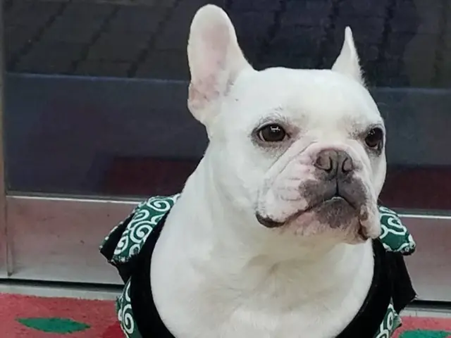 ホテルは不安？留守中のお世話お任せください★第一種動物取扱業取得◎サービスの画像