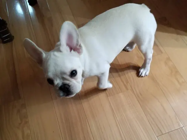 ホテルは不安？留守中のお世話お任せください★第一種動物取扱業取得◎サービスの画像