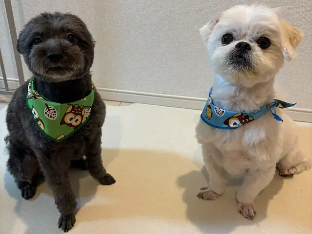 ホテルは不安？留守中のお世話お任せください★第一種動物取扱業取得◎サービスの画像