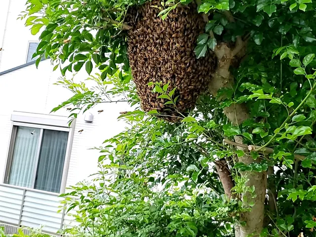 巣未確認→予約前に問合せください！安心事前見積り！年内再発保証付！PayPay可サービスの画像