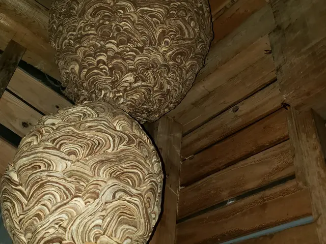 巣未確認→予約前に問合せください！安心事前見積り！年内再発保証付！PayPay可サービスの画像