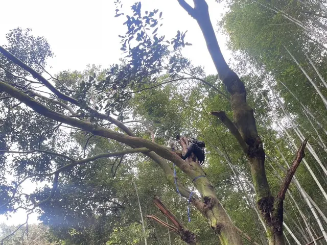 緑のお仕事承ります。サービスの画像