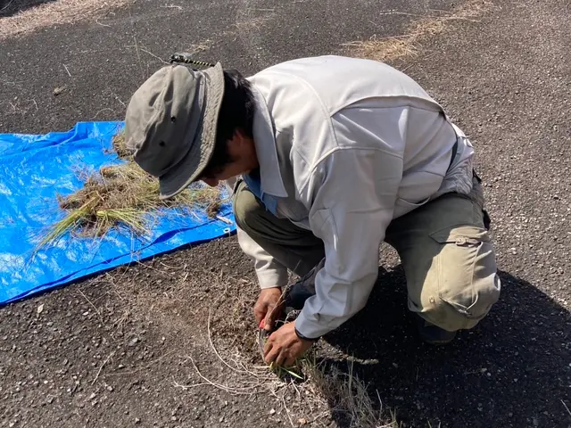 【☆草を根から抜きます☆】庭木のお洒落は足元から☆作物の株周りも対応しますサービスの画像
