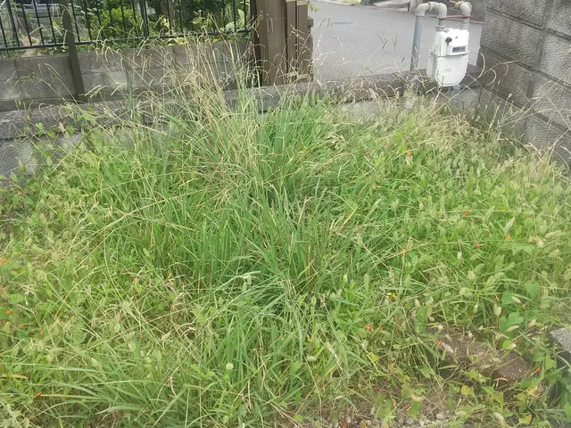 ご好評につき11/4以降の対応となります☆お庭や駐車場の草抜き☆サービスの画像