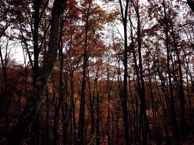 【地域密着・土曜も営業！】経験豊富なスタッフによる丁寧な庭仕事◆損保加入済サービスの画像