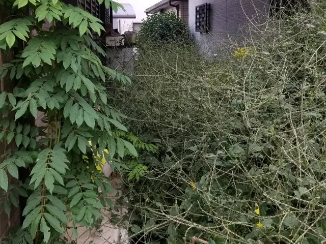 見た目スッキリ！丁寧に仕上げていきます！見積もり無料！是非ご相談下さい。サービスの画像