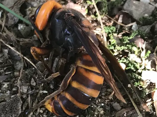 アシナガバチは16,500円です（税込）サービスの画像