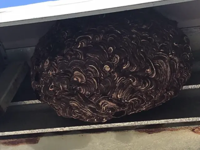 アシナガバチは16,500円です（税込）サービスの画像