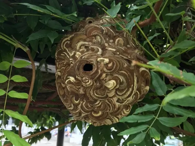 アシナガバチは16,500円です（税込）サービスの画像